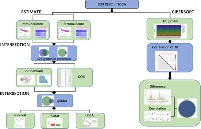 Identification of Novel Tumor Microenvironment Regulating Factor That Facilitates Tumor Immune Infiltration in Cervical Cancer